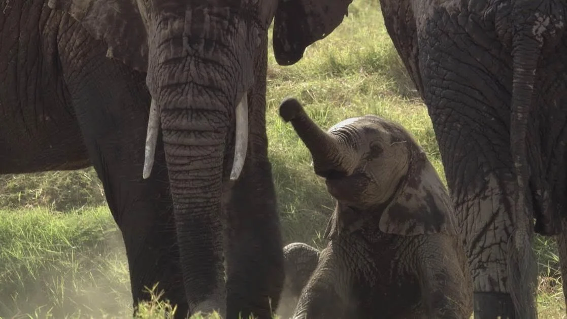 ivory.jpg