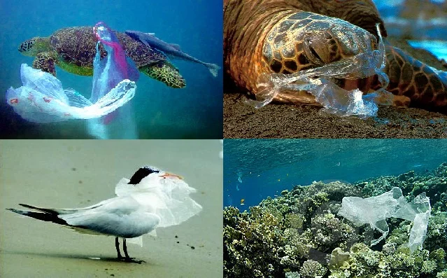 Plastic in the ocean.jpg