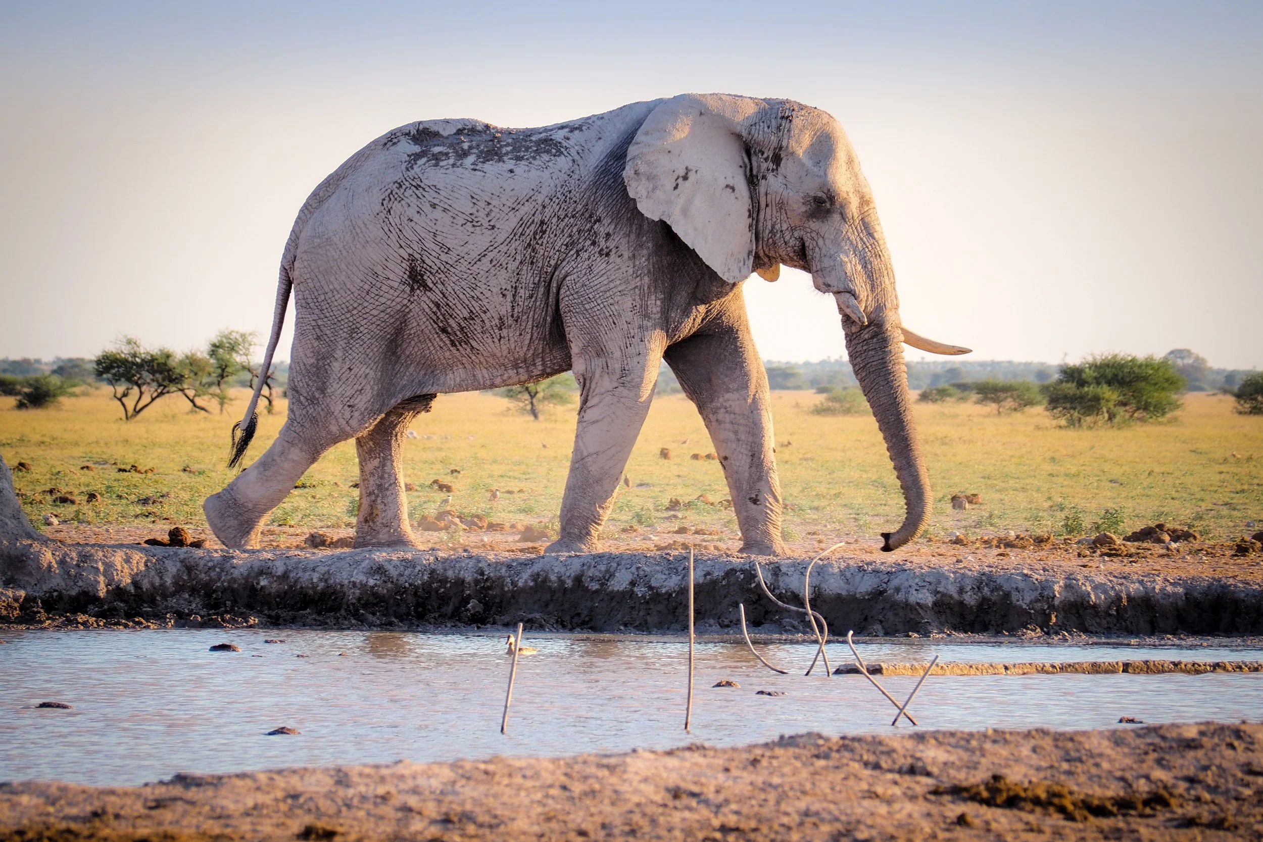 elephant.jpg