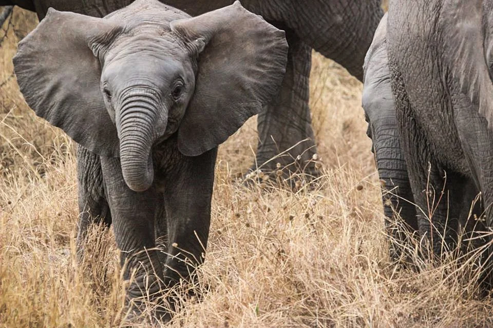 elephant-baby-285515_960_720.jpg