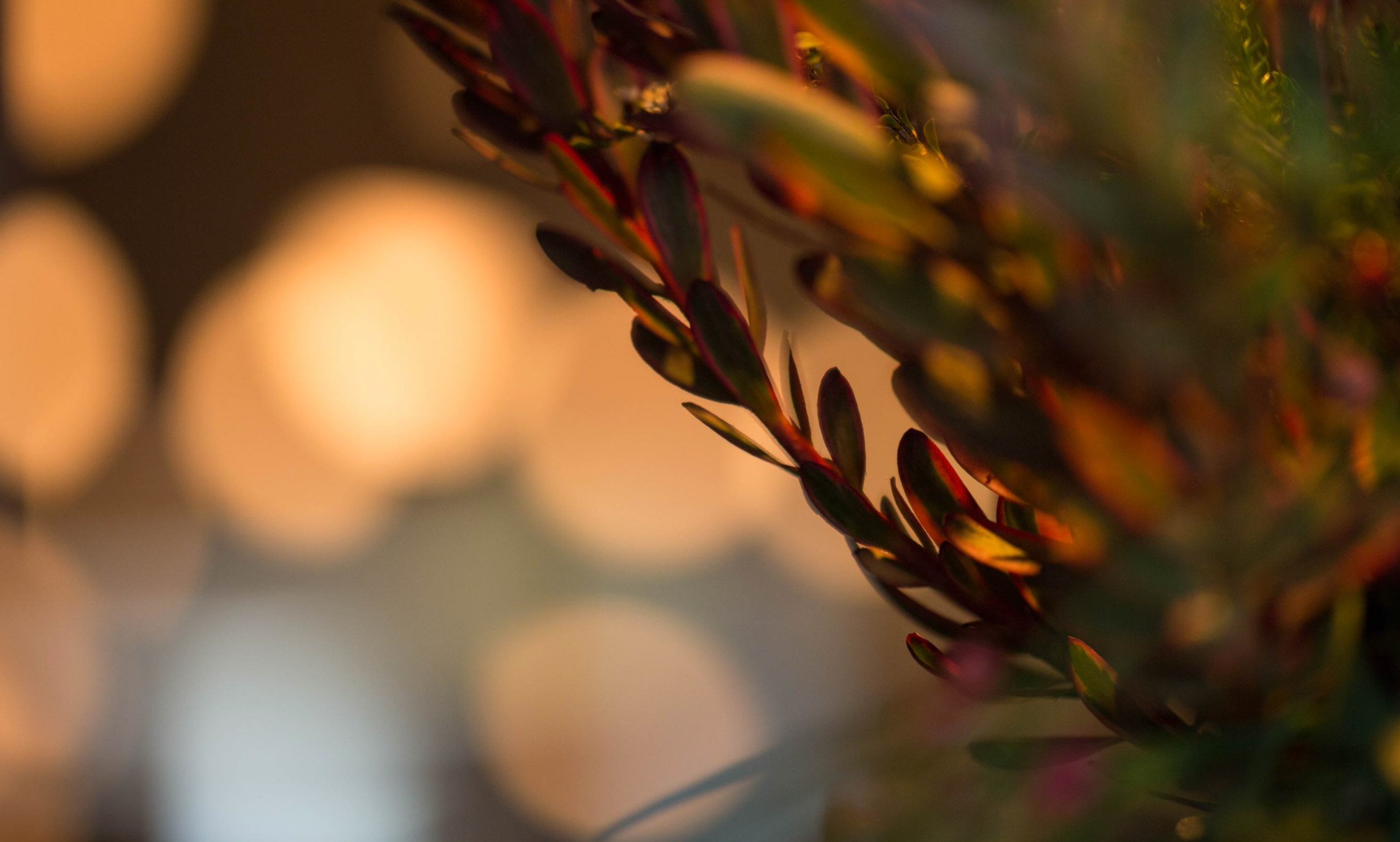 SAV-Ketra-Natural-Light.jpg