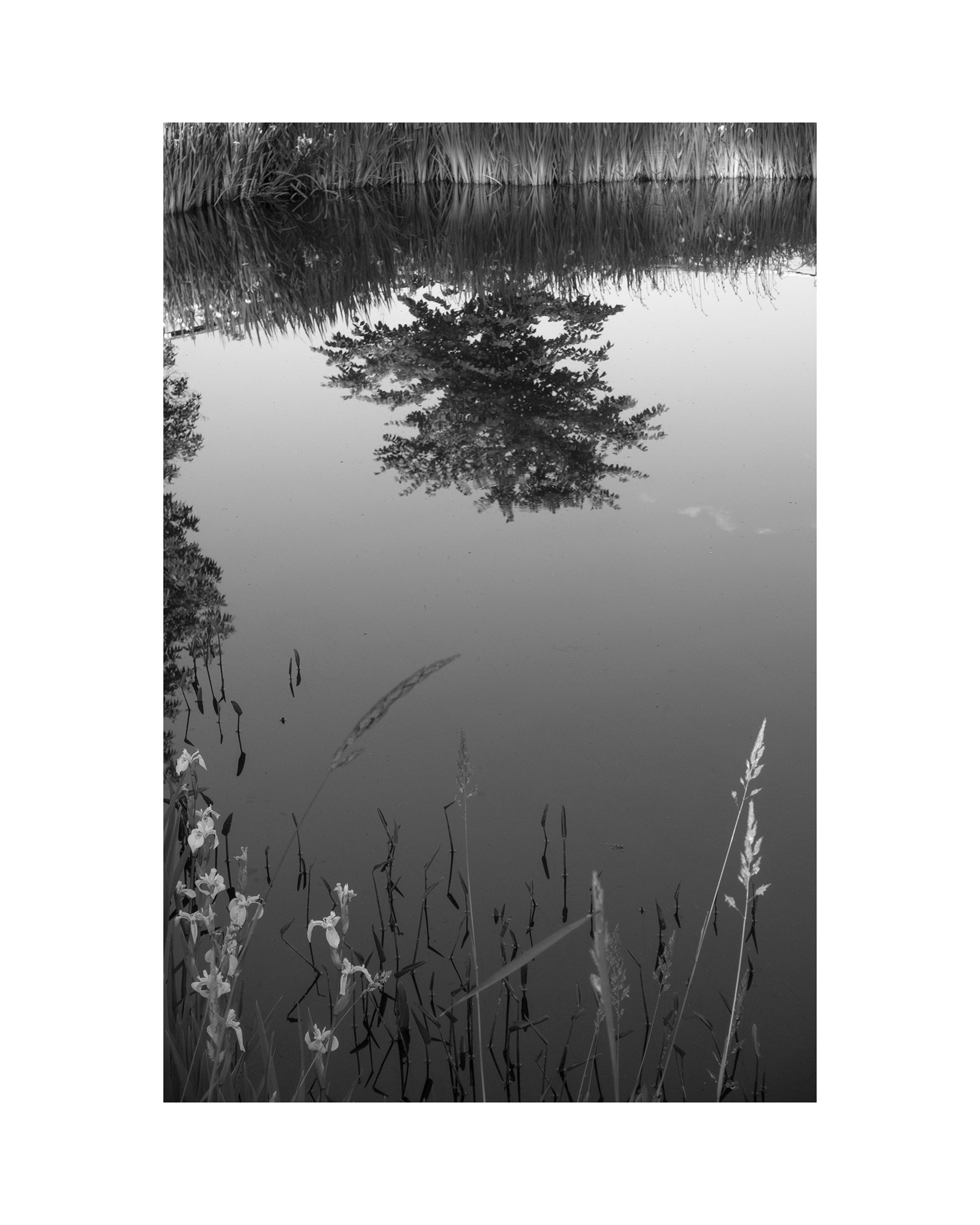   Pond Reflection, Skowhegan, 07.01.19  