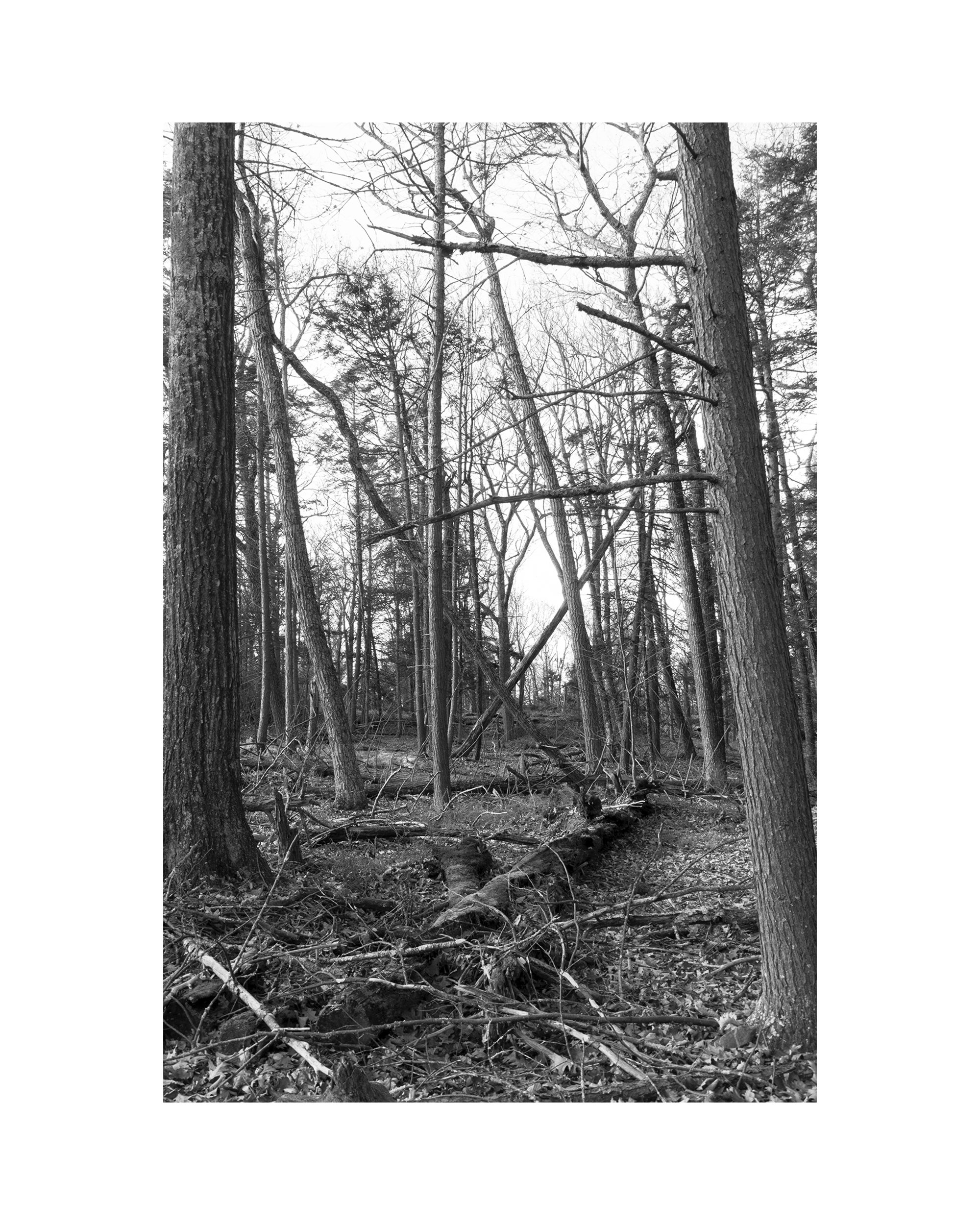   Star Shaped Trees, Pennsylvania, 11.24.23  