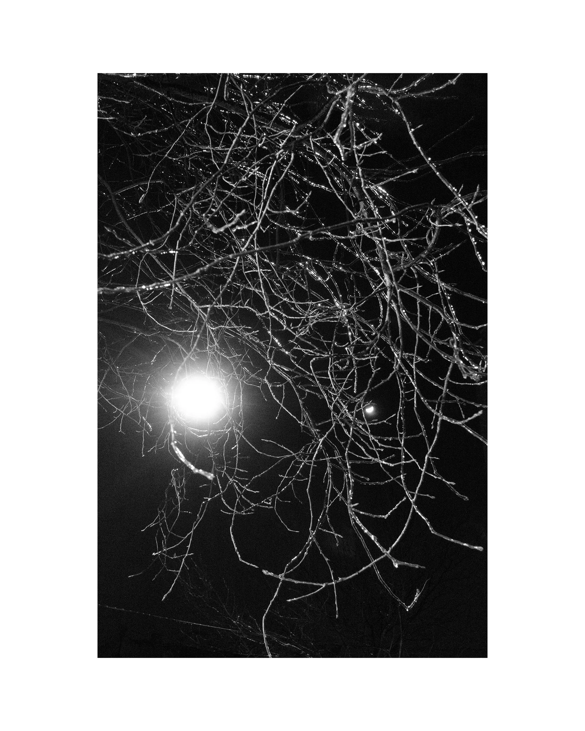   Icy branches, Bushwick, 01.16.24  
