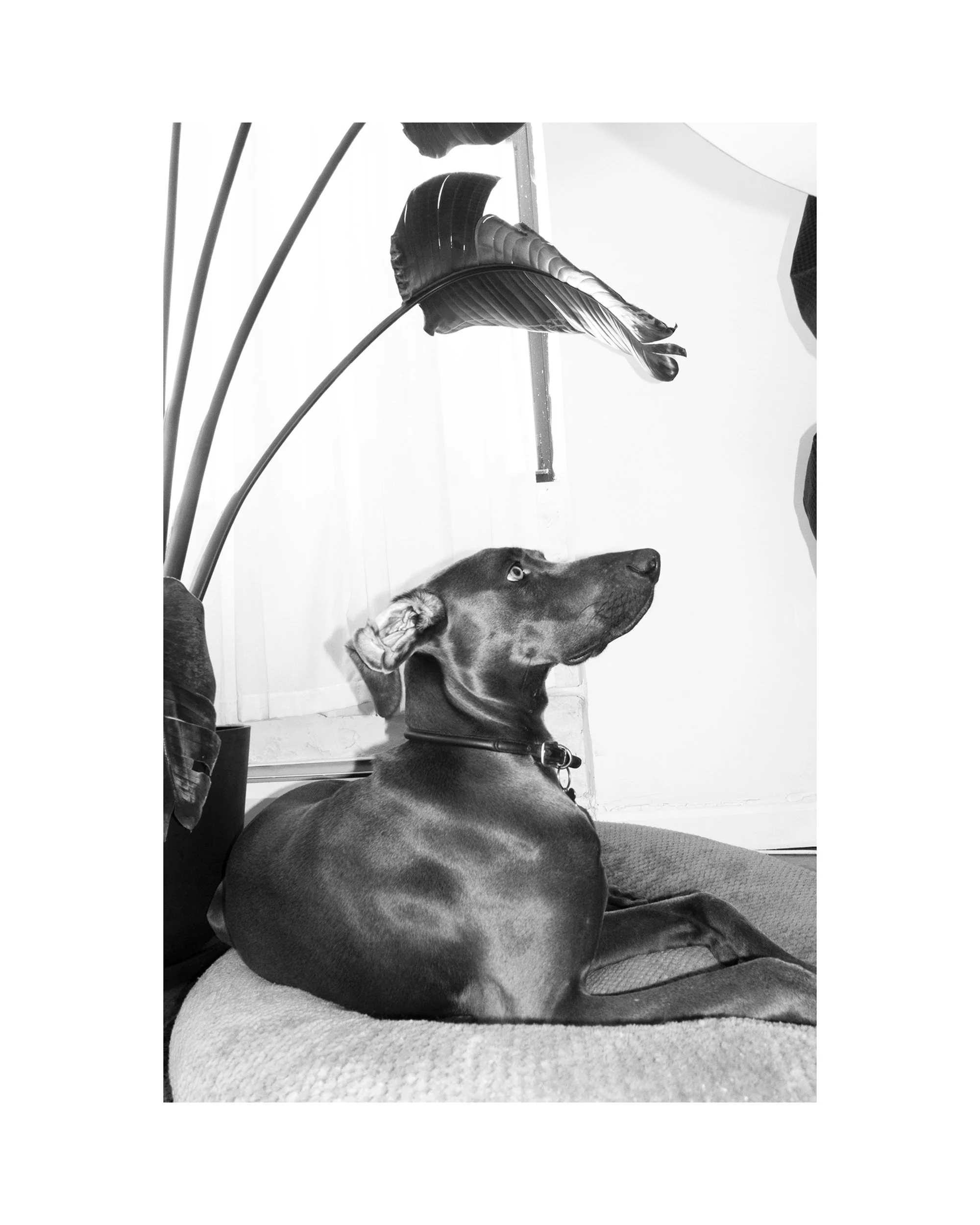   Bruno/Leaf, Williamsburg, 02.18.24  