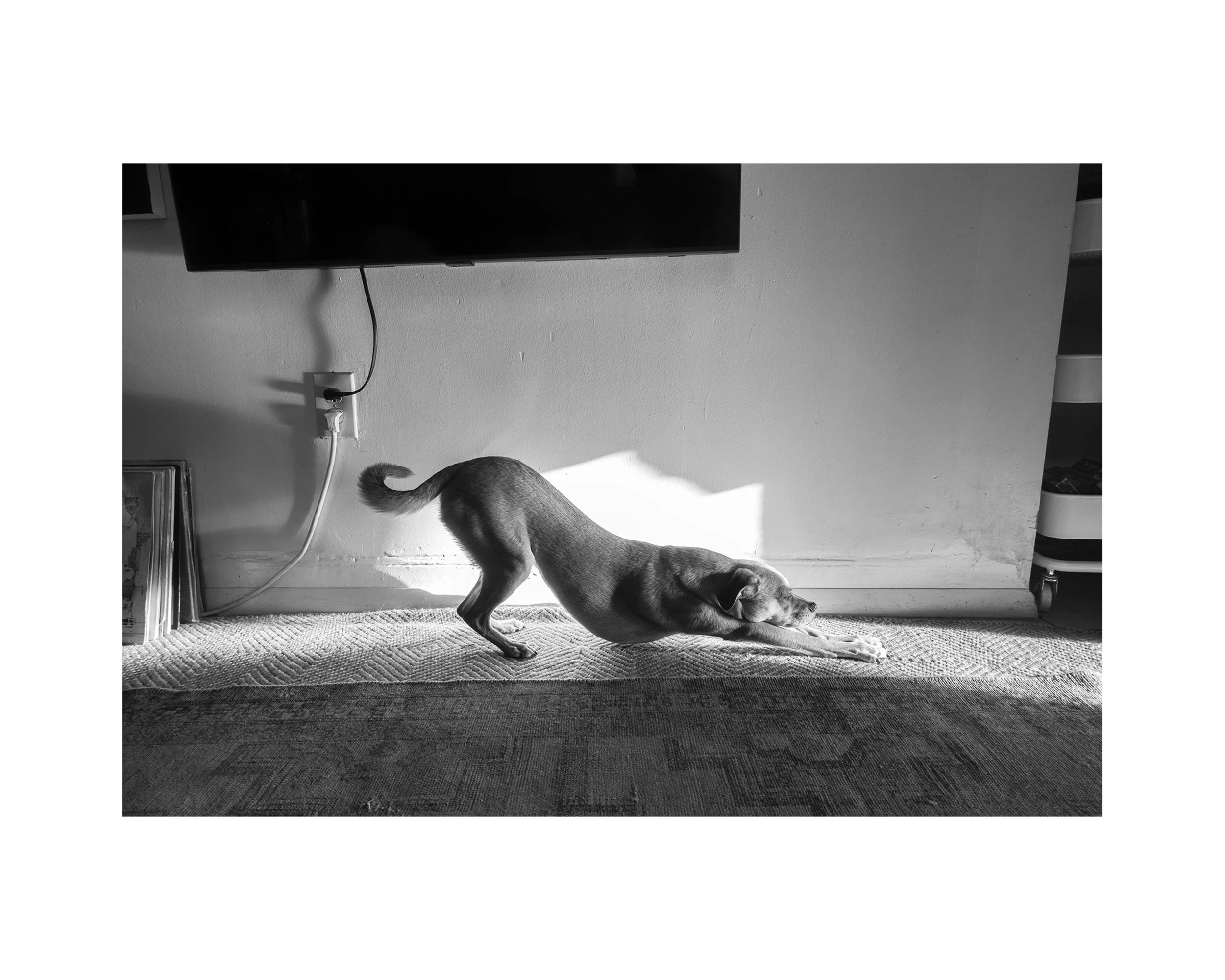   Beans stretching, Bushwick, 12.23.24  