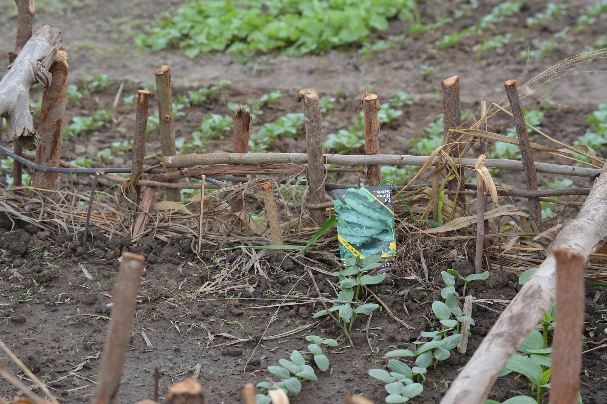 3-Agriculture cucumber nursery.jpg