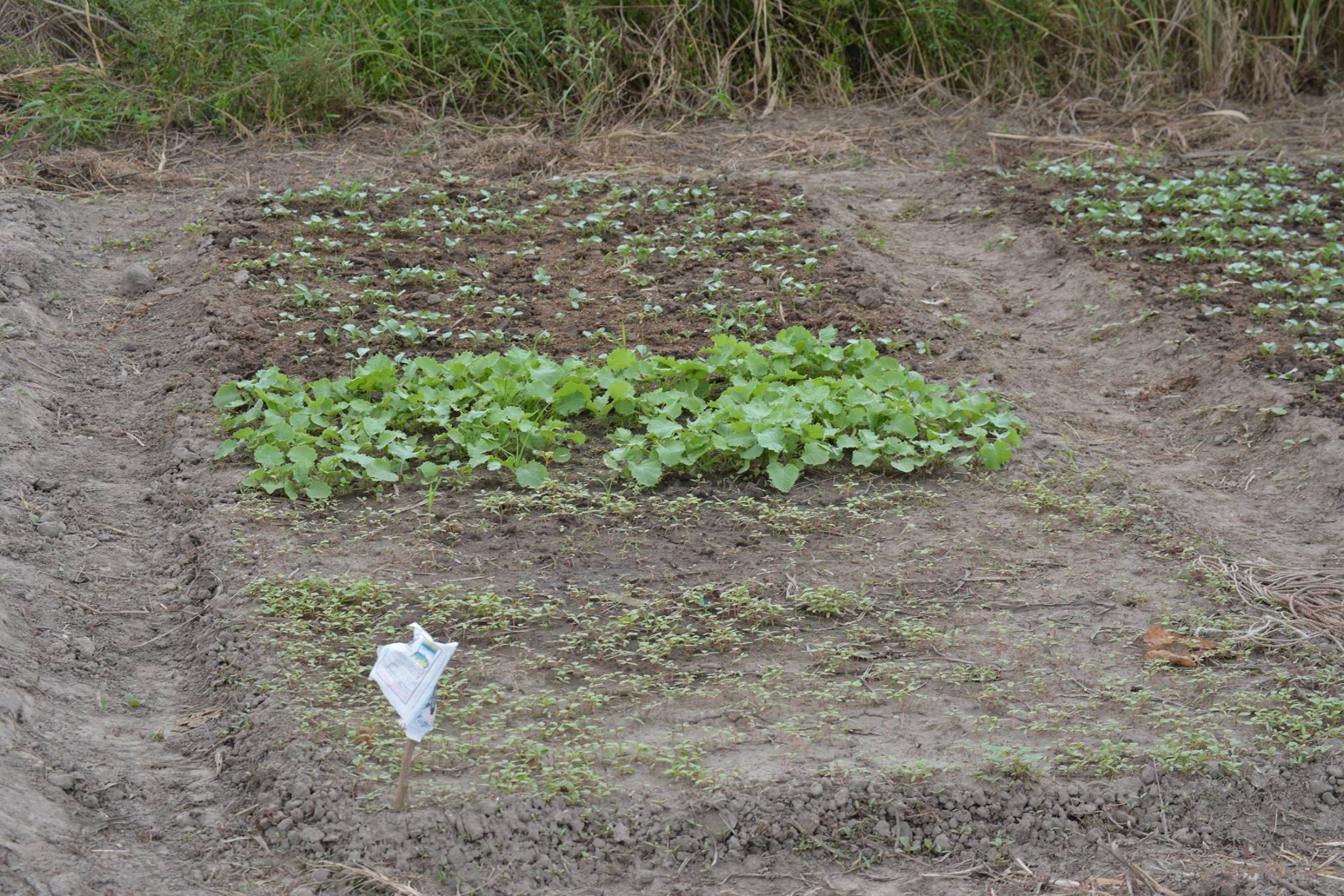 3-Agriculture nursery.jpg