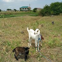 3-Agriculture with goat and kid.jpg