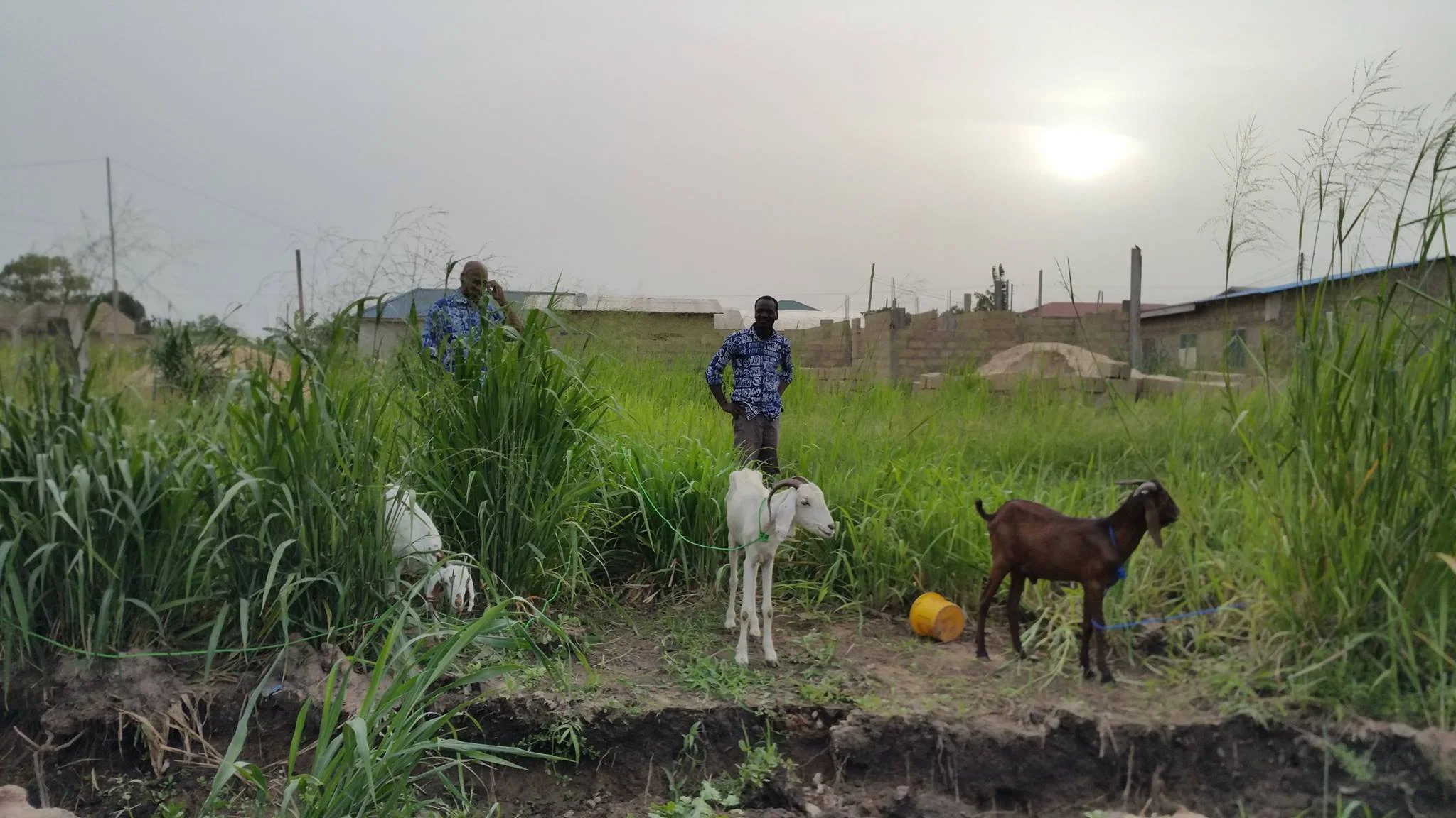 3-Agriculture with goats.jpg