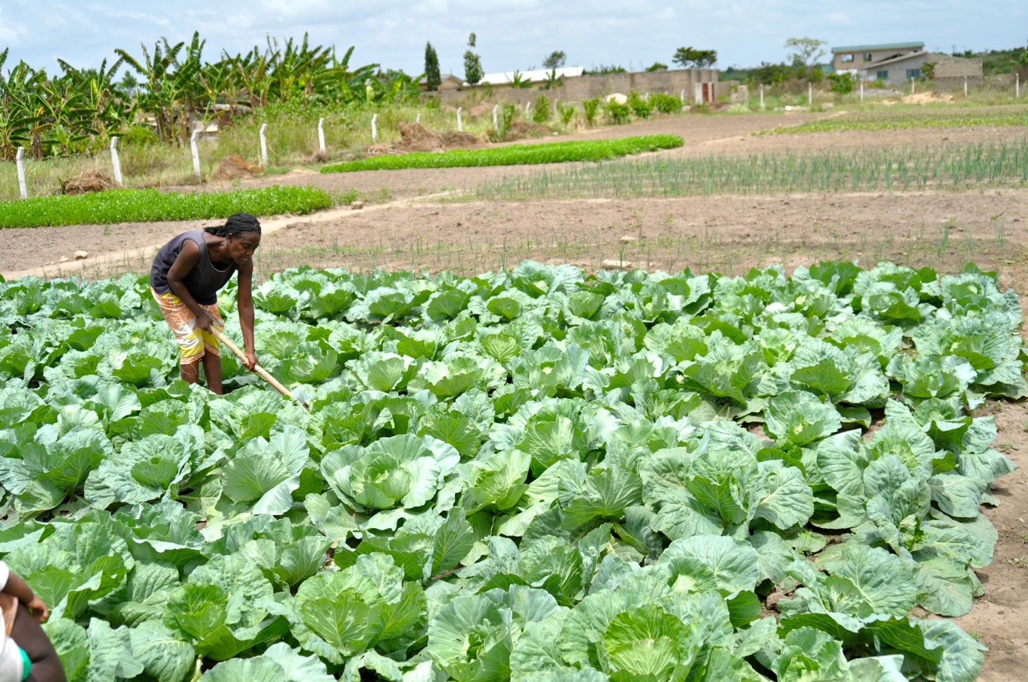 Another woman farming student in cabbage.jpg