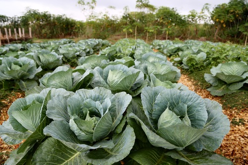 cabbage on the farm.jpg