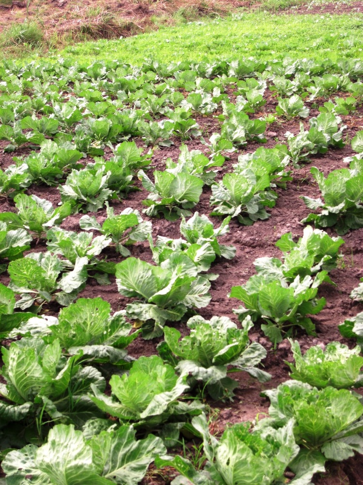 cabbage organically grown.jpg