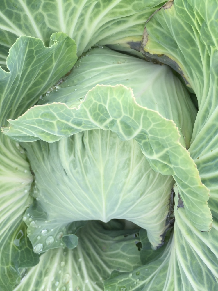 cabbage upclose and fresh.png