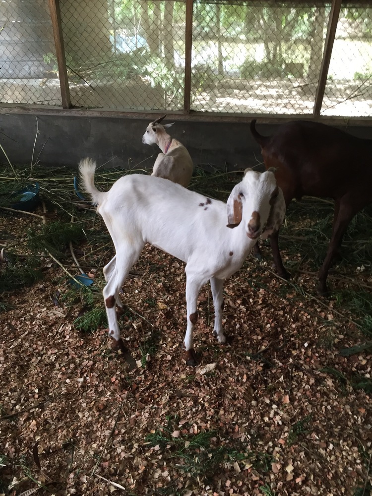 goats 2015.jpg