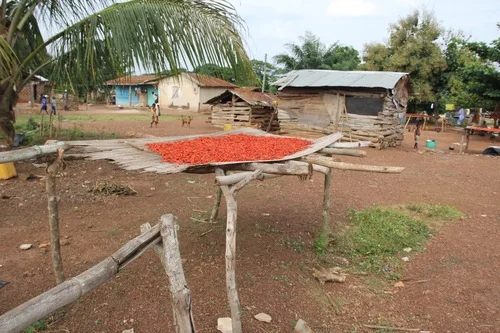 peppers out to dry more.jpg