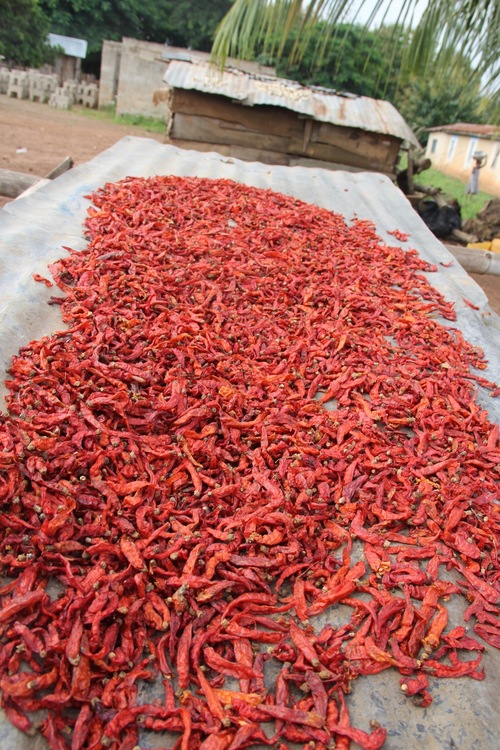 peppers out to dry.jpg