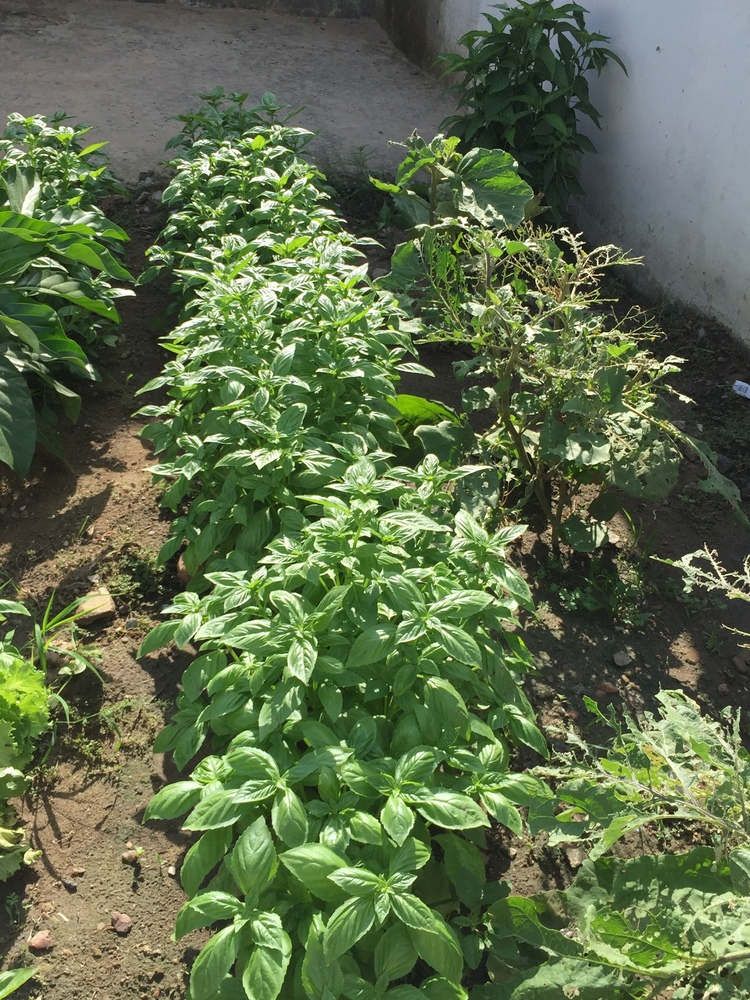 PHDA kitchen garden.png