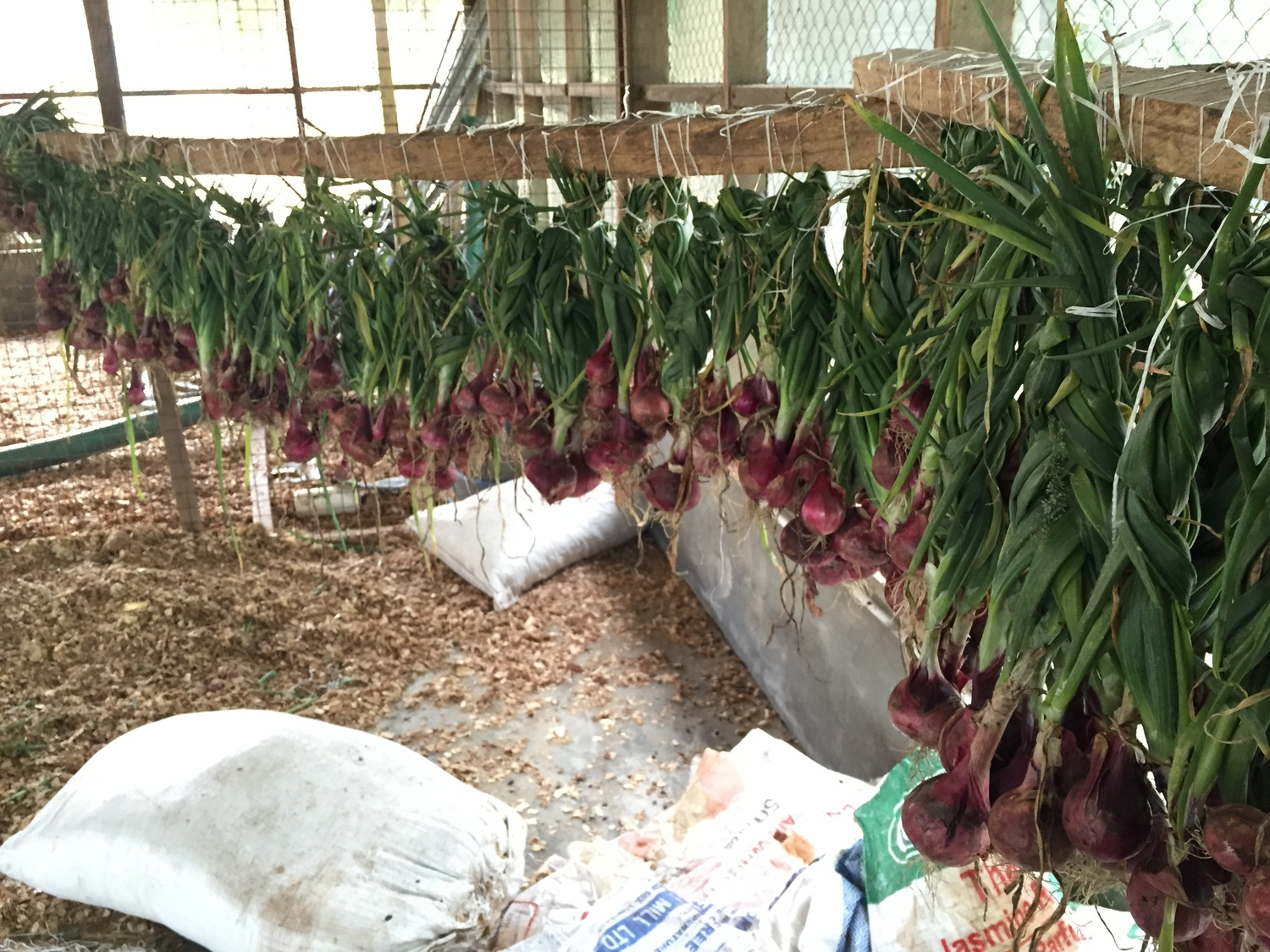 onions drying at PHG farm.png