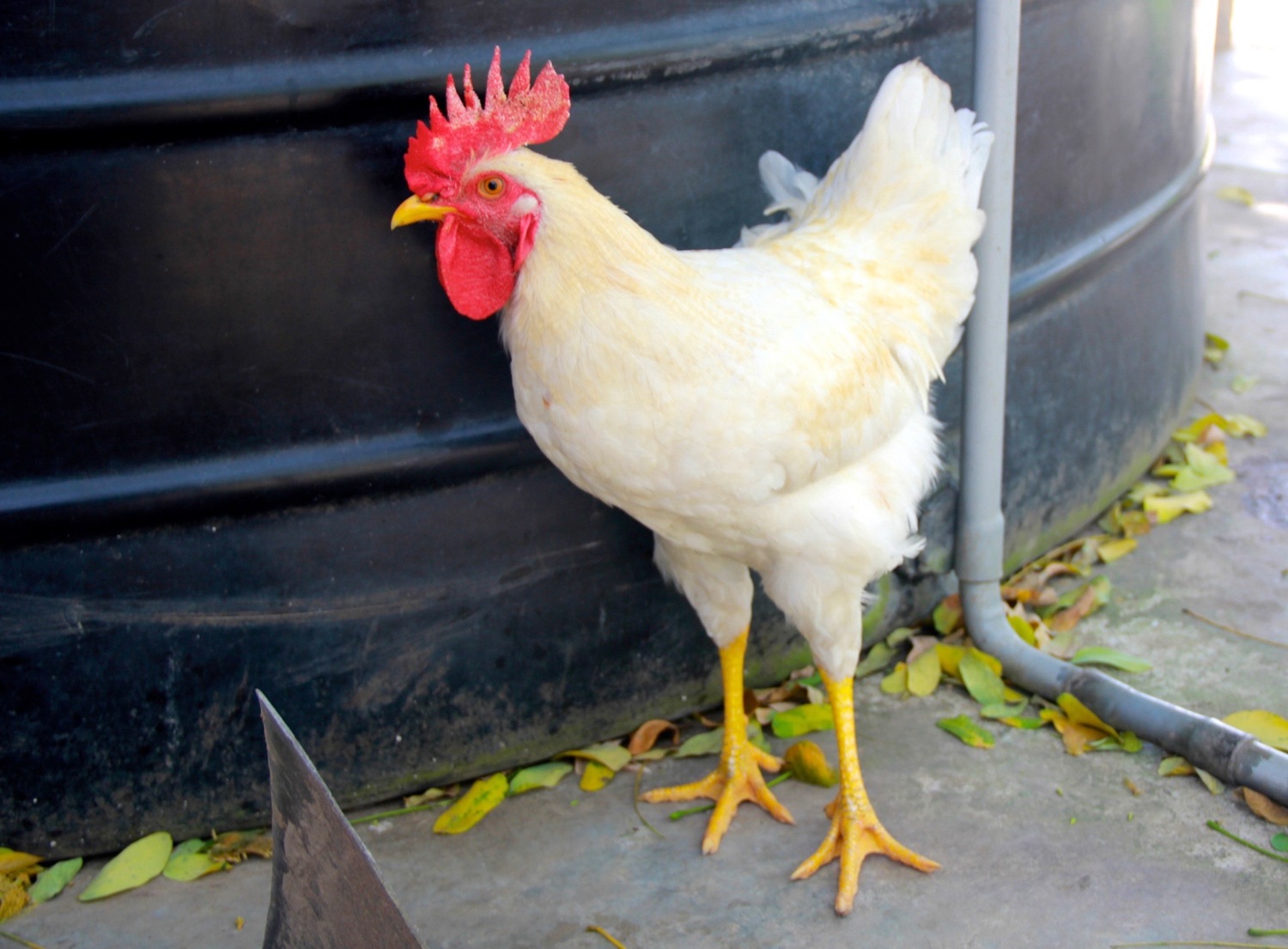 Rooster from the farm.jpg