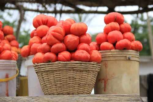 tomatoes in a basket more.jpg
