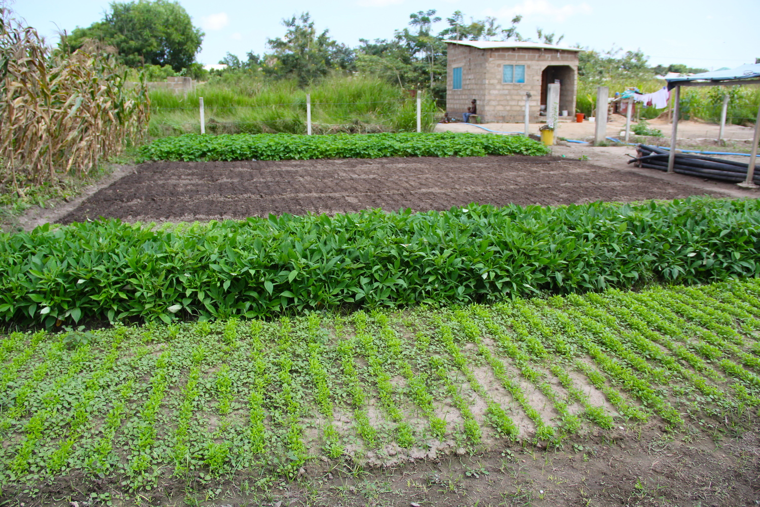 PHG farm in 2008.png