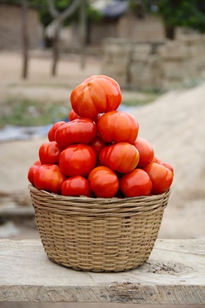 tomatoes in a basket.jpg