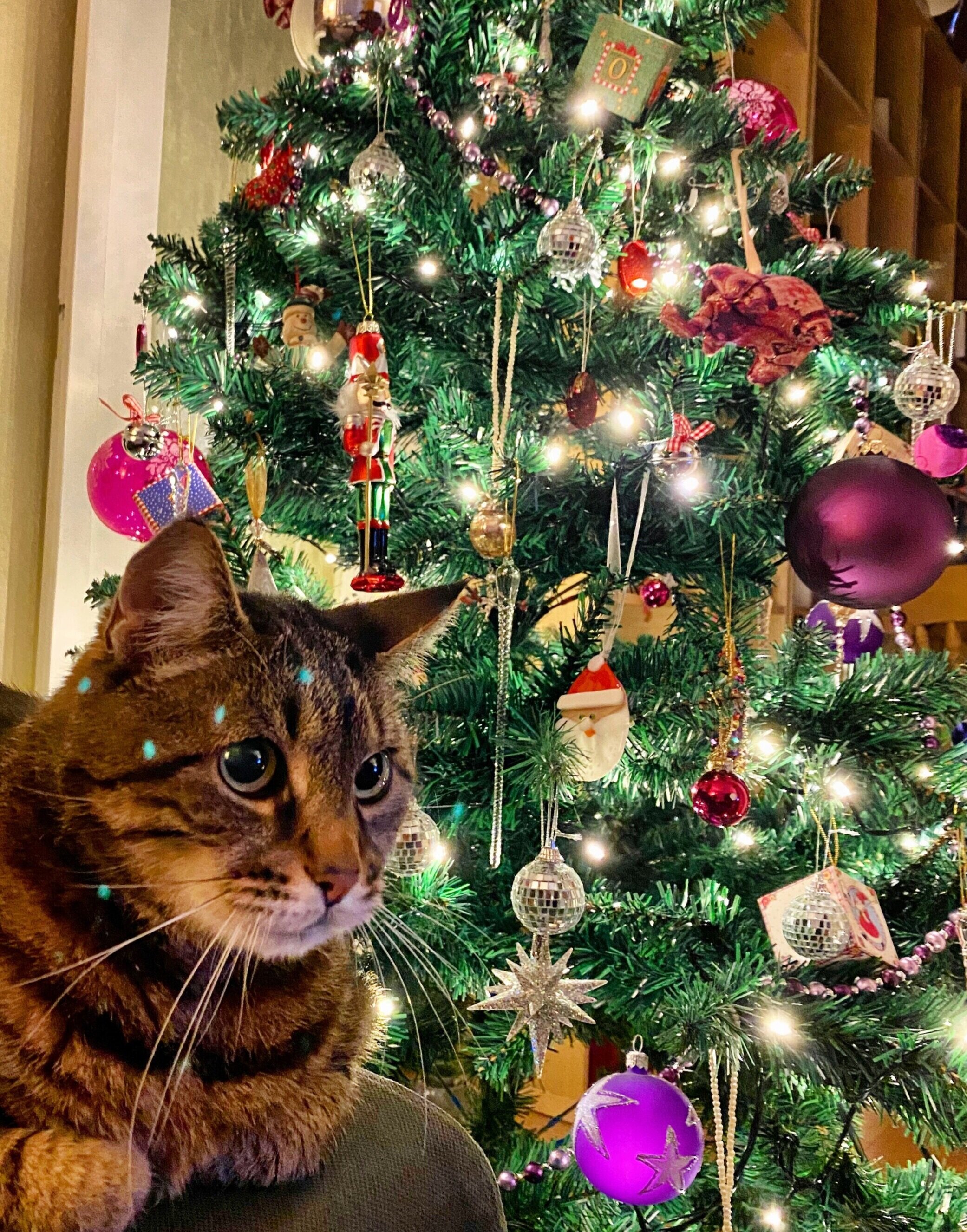 And here’s our Christmas tree together with Ronnie the cat!