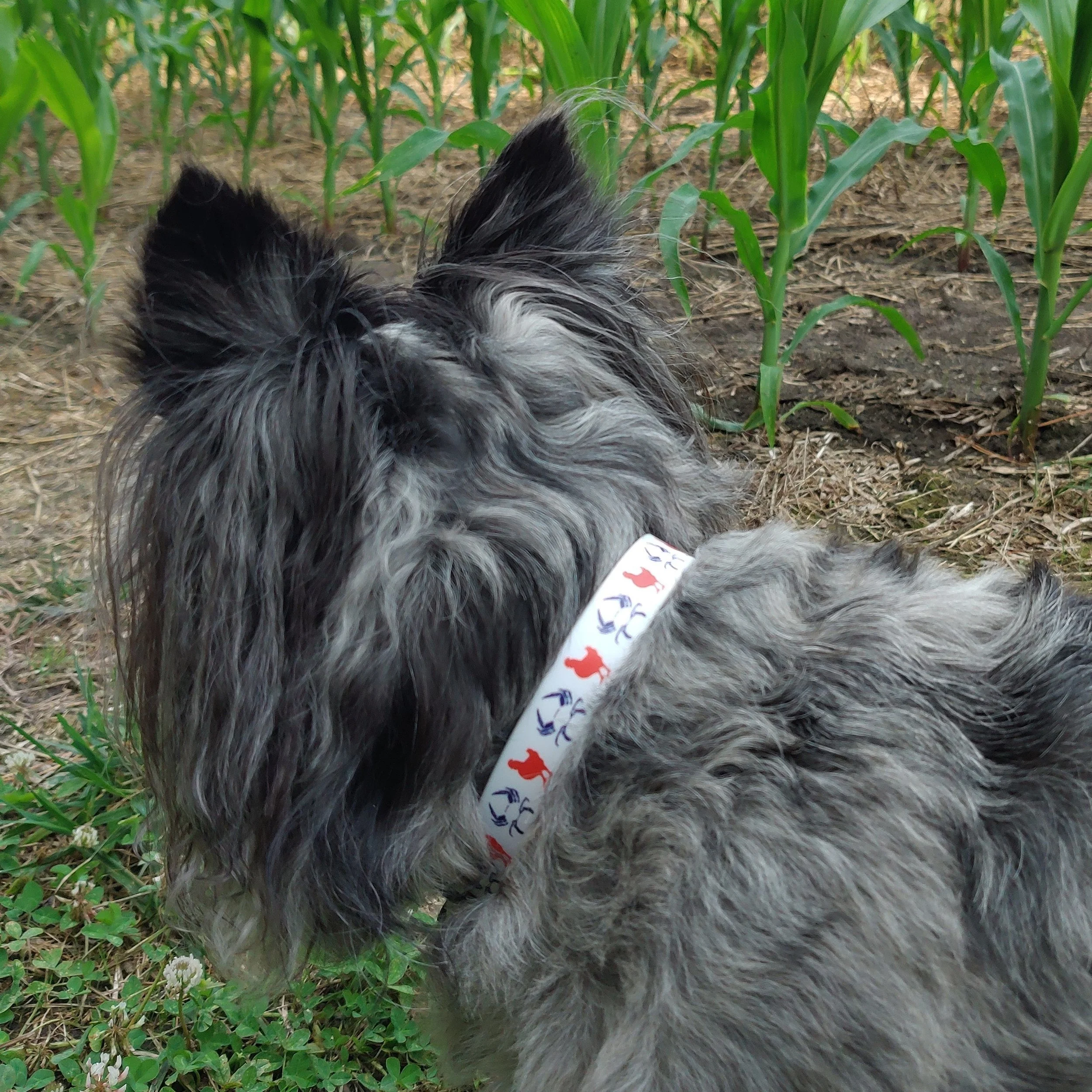 Delmarva+Doggo.jpg