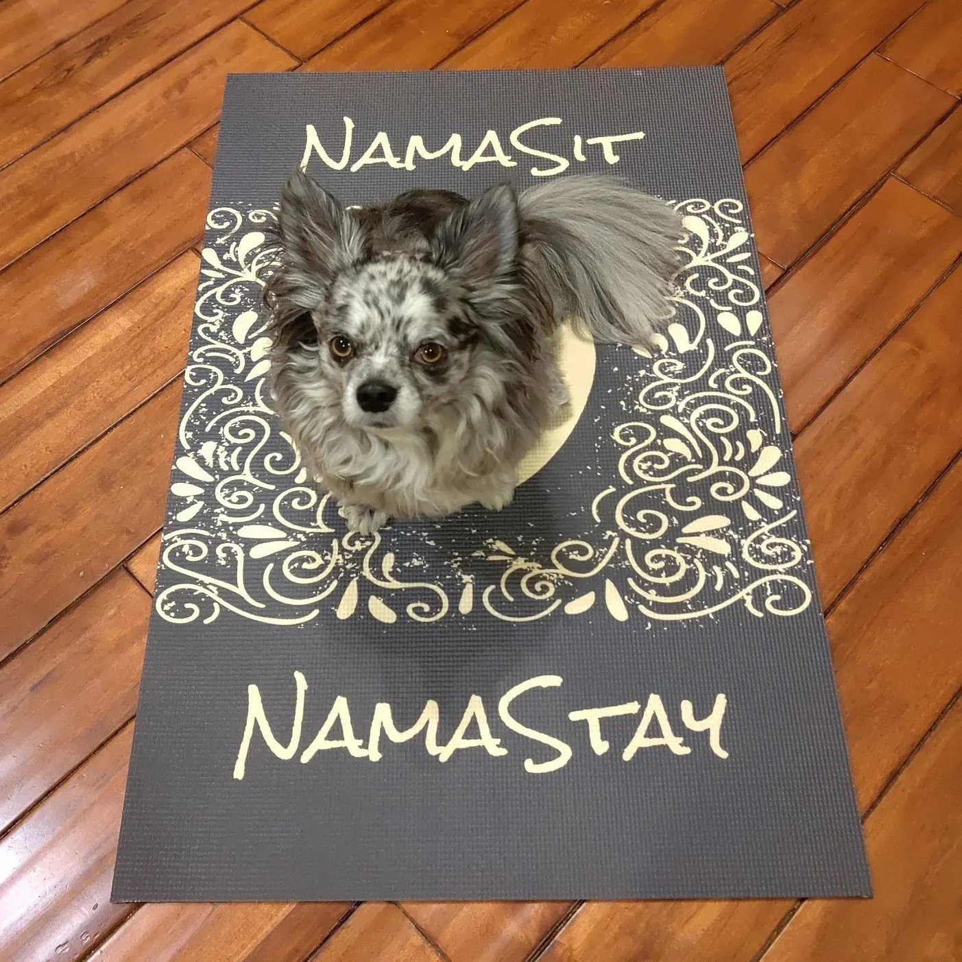 doga2.jpg