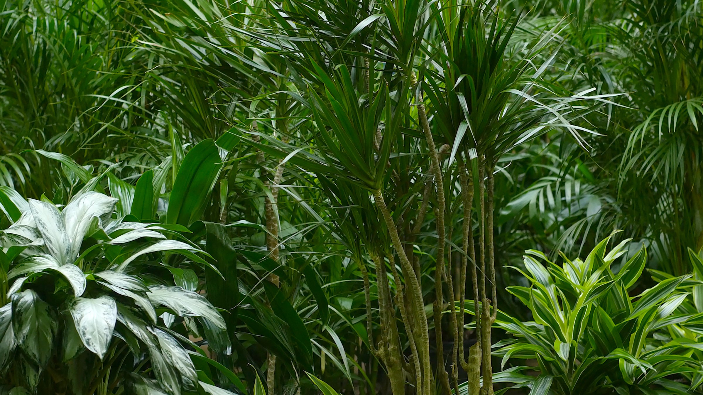 Plant Jungle.jpg