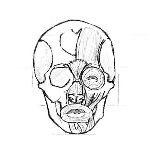 Anatomy of a Portrait