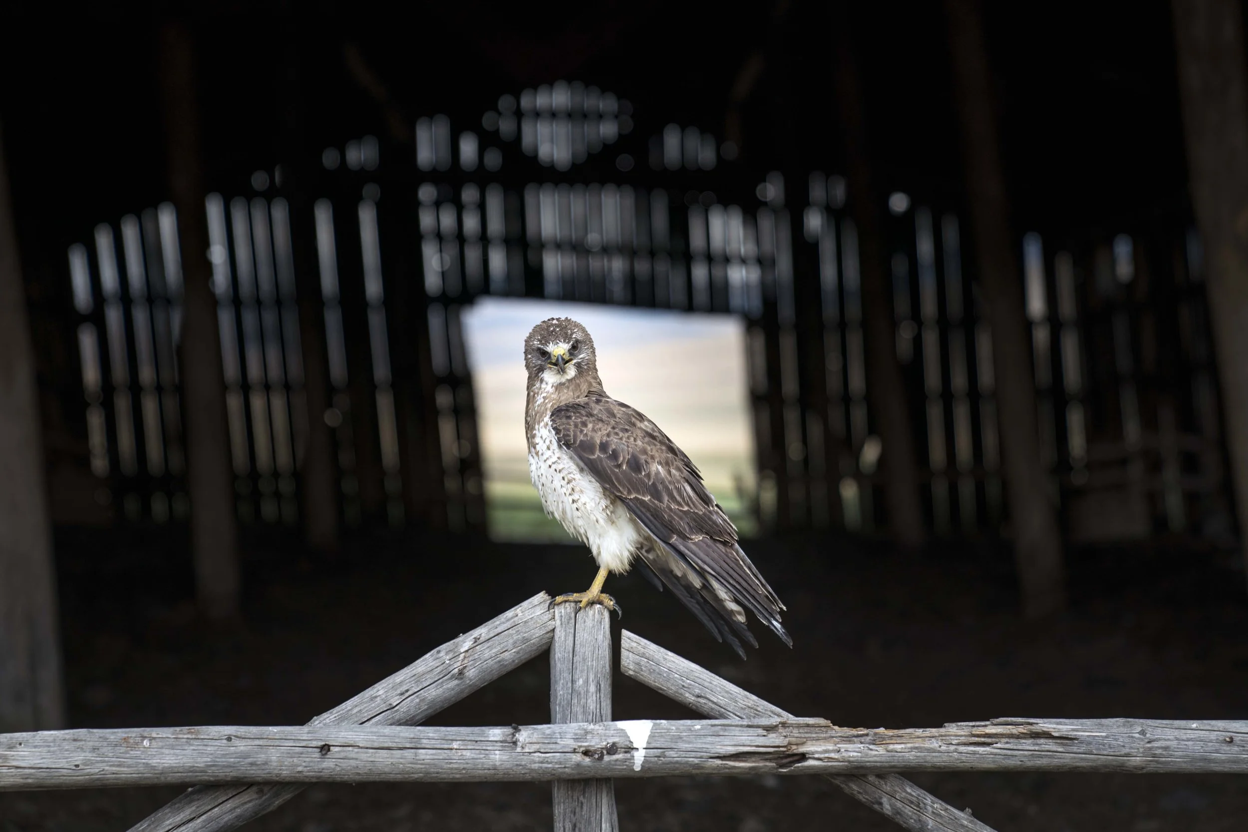 SeibenLivestock_IDA4014_edit.jpg