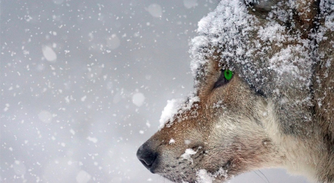 Wolf.jpg