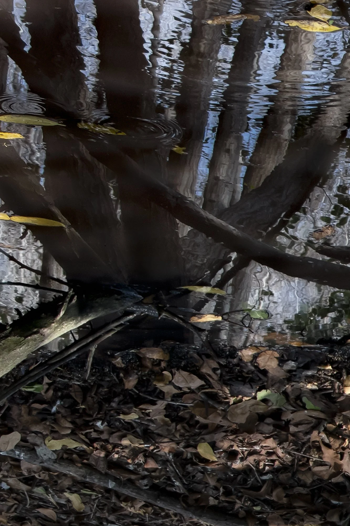 Altered Light 16 brt 1333 x 2000 150 1321.jpg