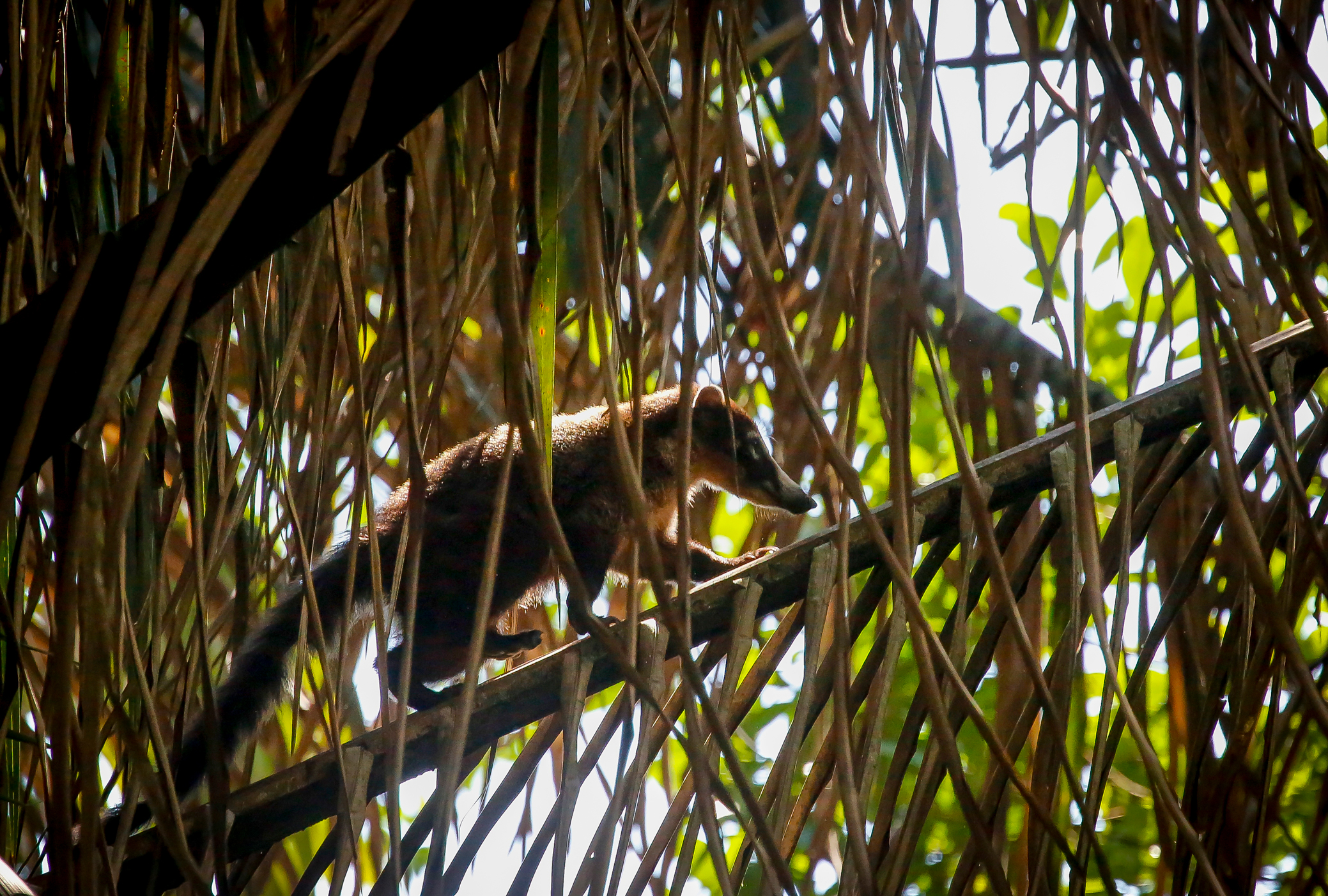 White Nosed Coati on a Palm Frond
