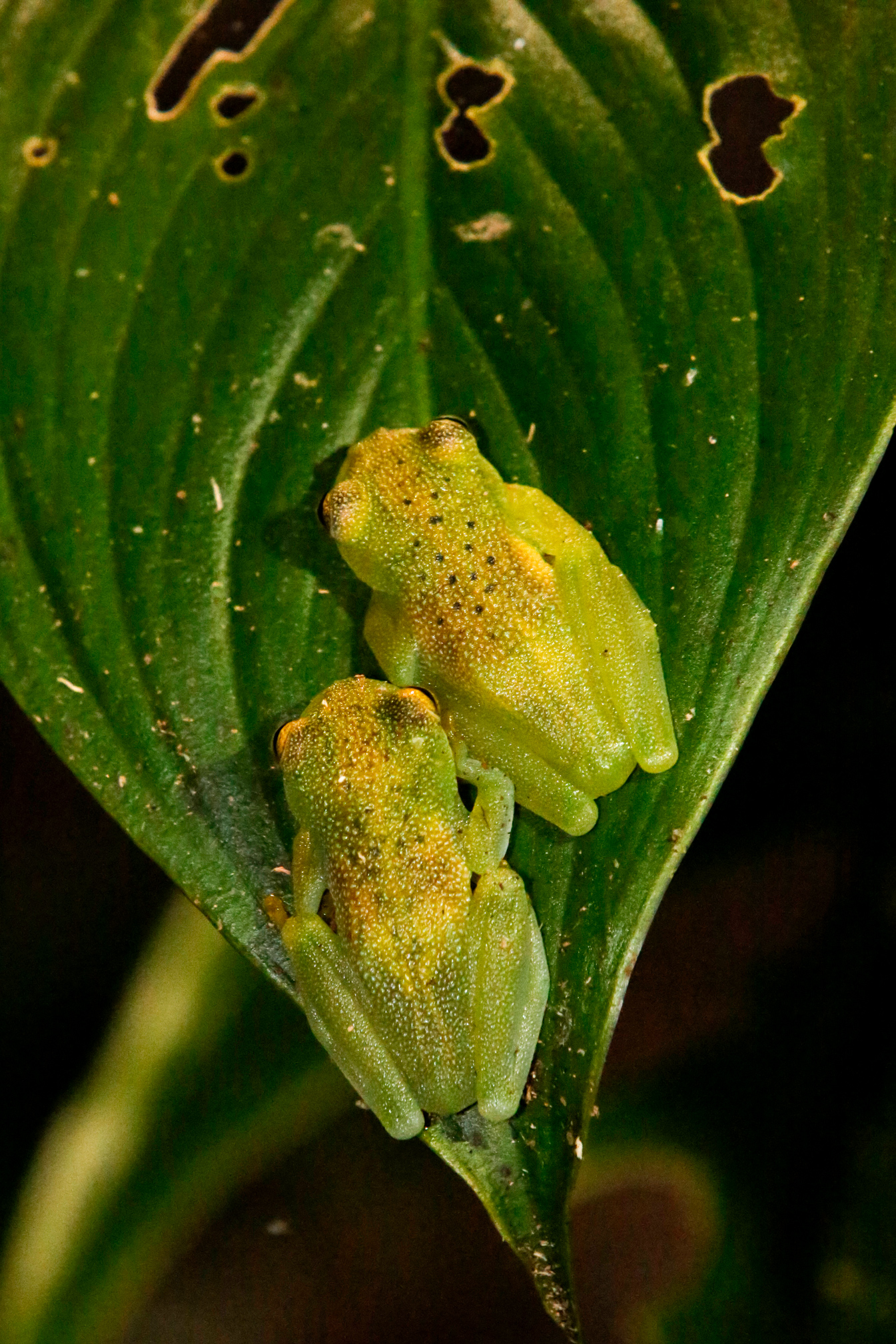 Two Granular Glass Frogs on a Leaf