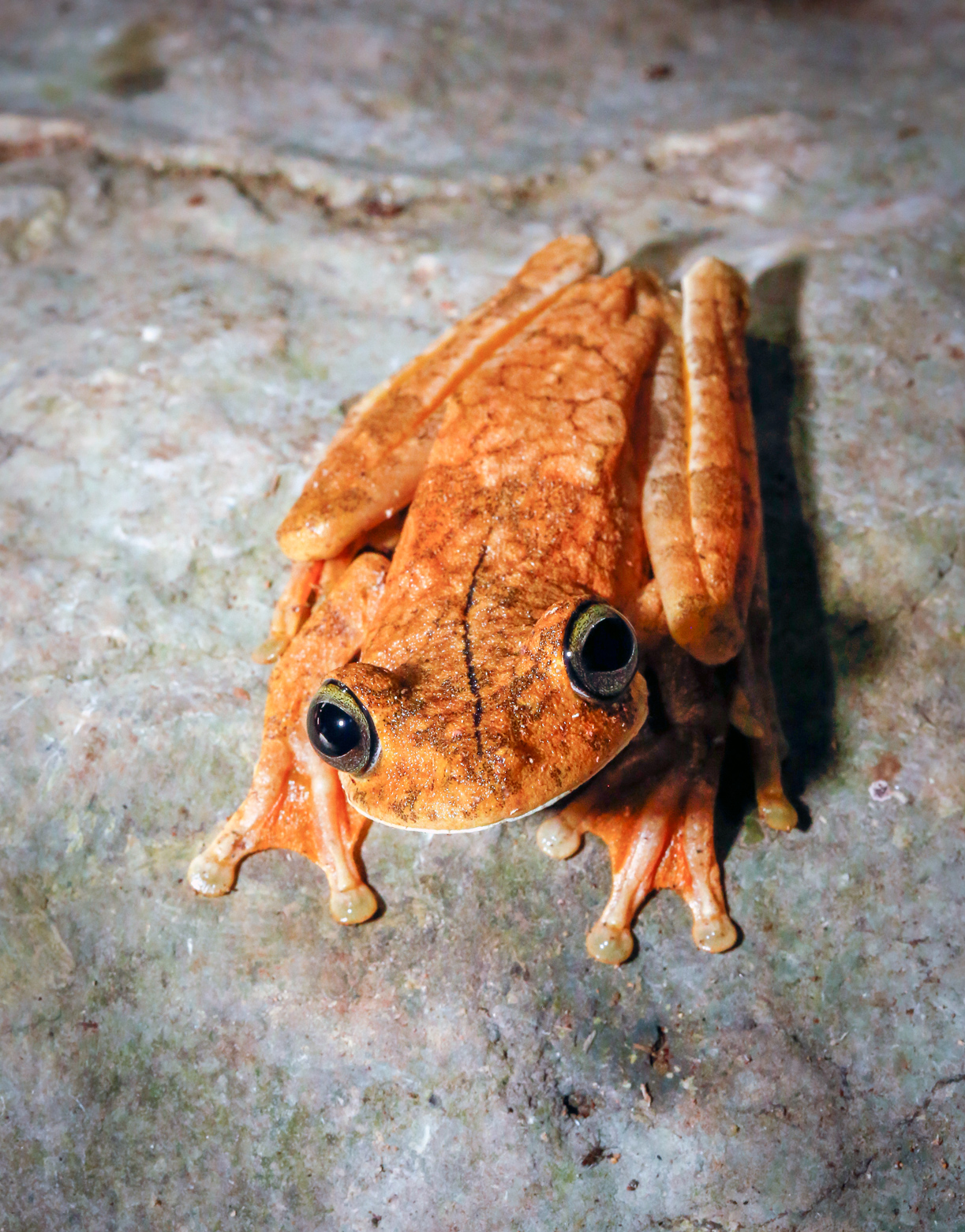 Photogenic Gladiator Tree Frog
