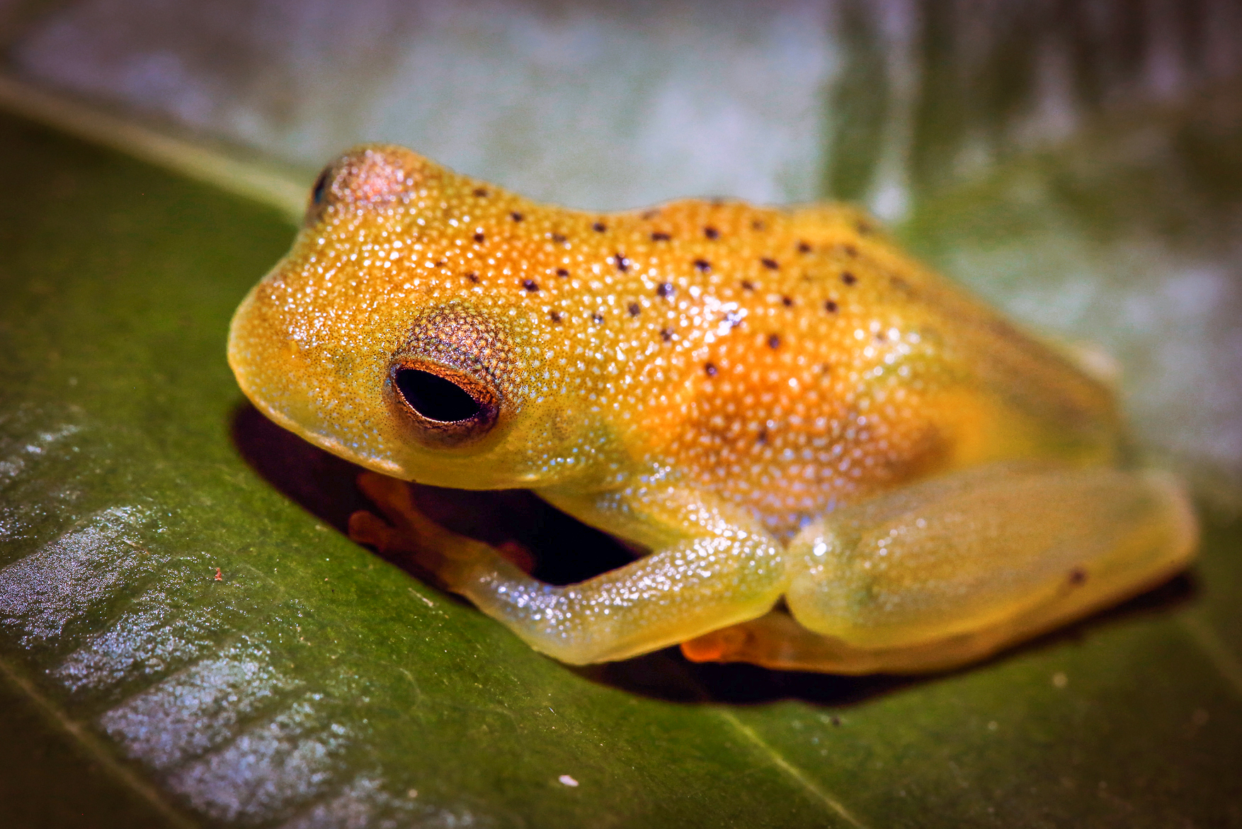 Sleepy Eyed Granular Glass Frog