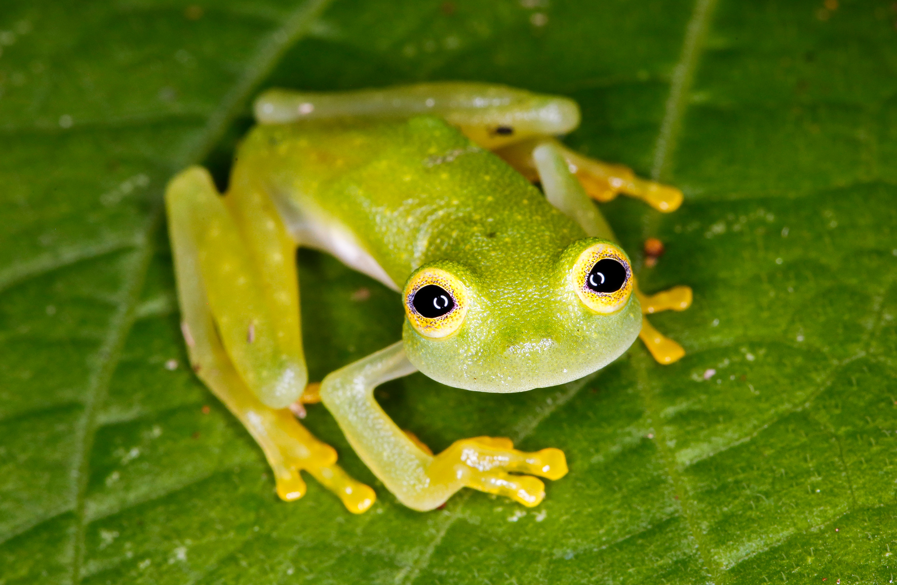 Bare Hearted Glass Frog
