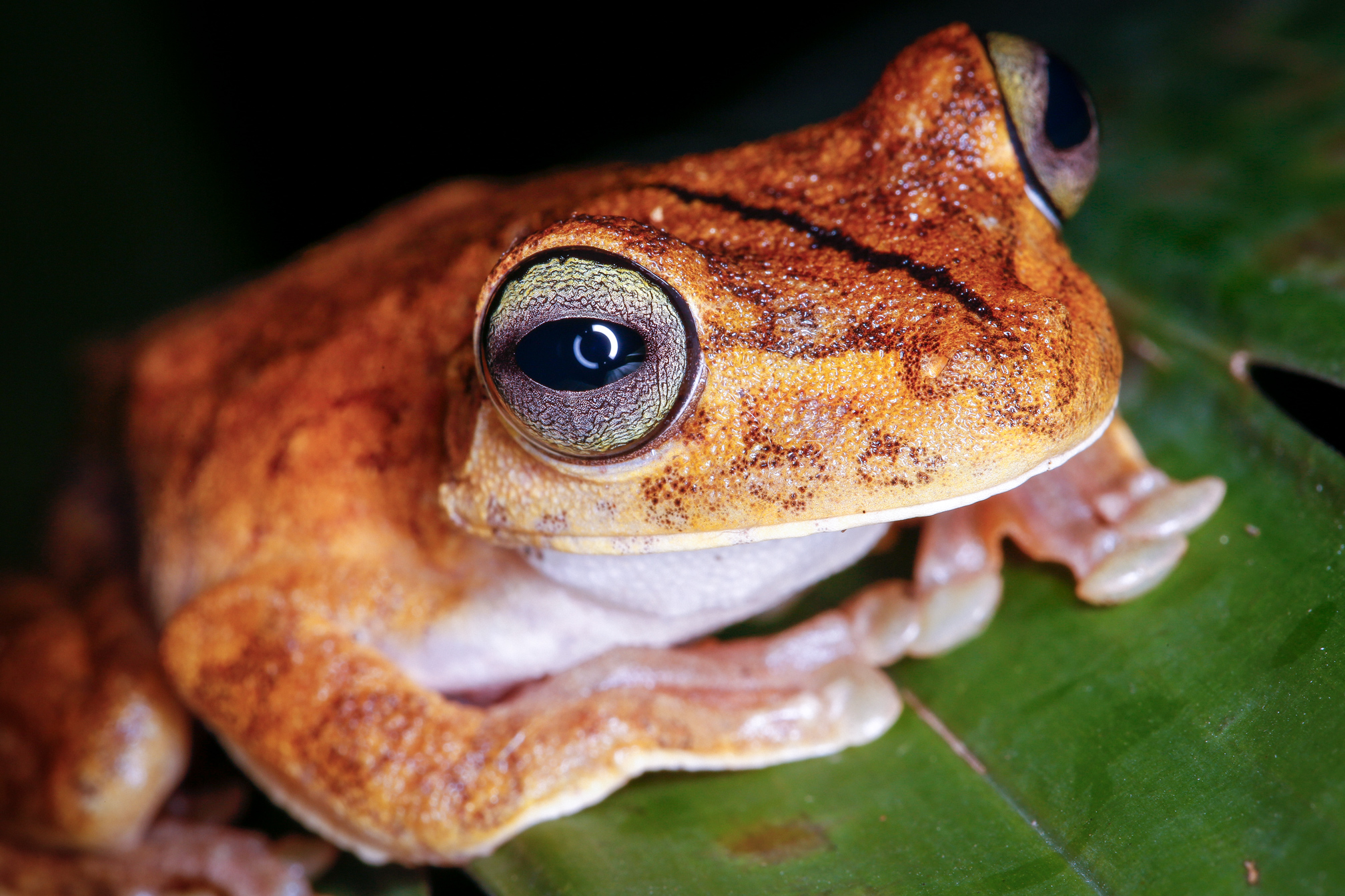 Gladiator Tree Frog Close-Up