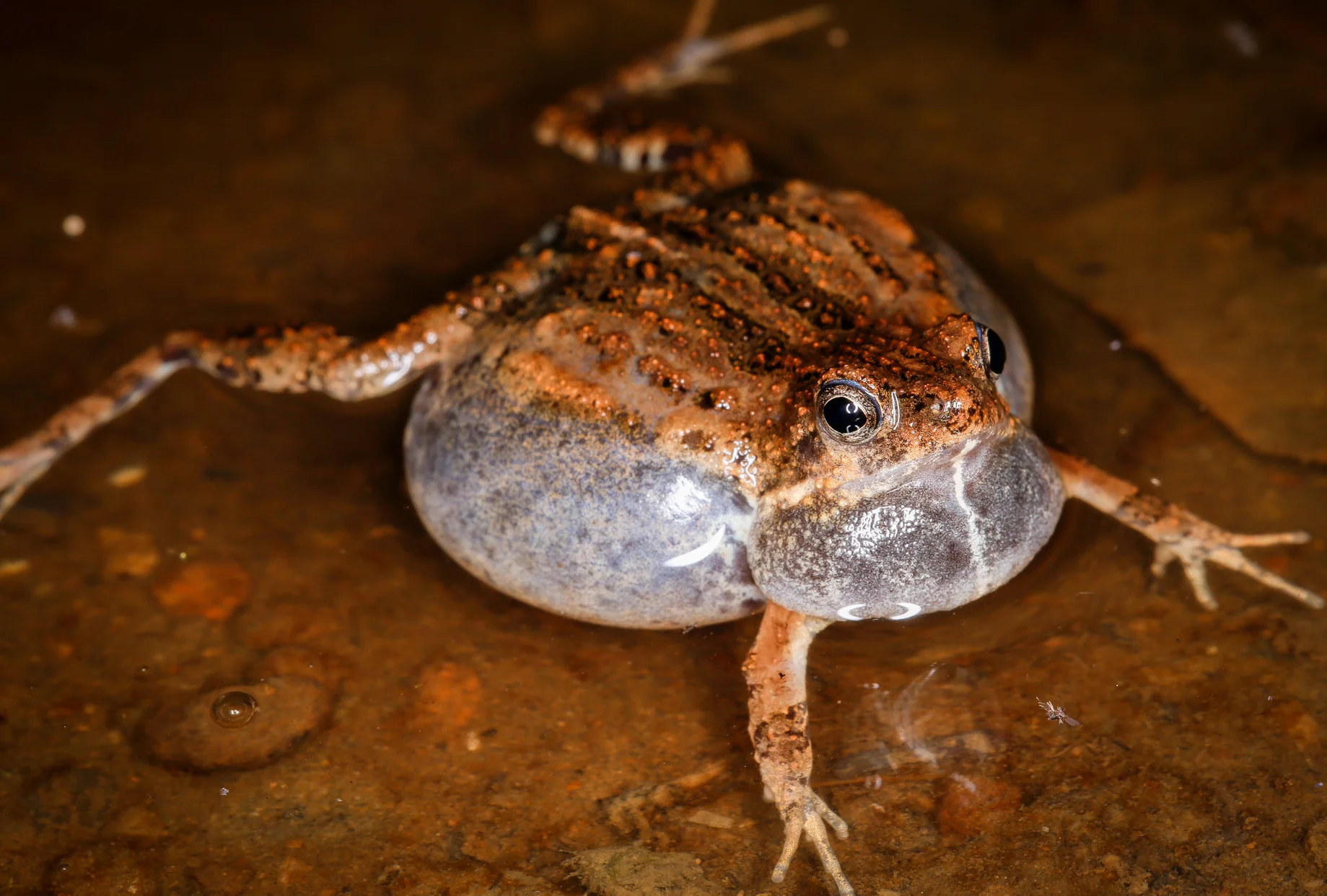Tungara Frog Calling