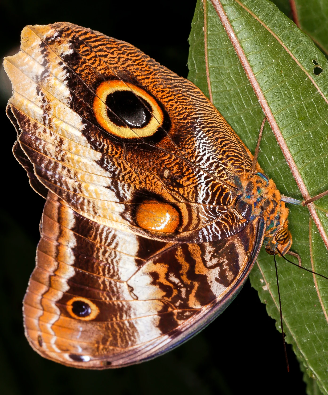 Owl Butterfly on a Leaf