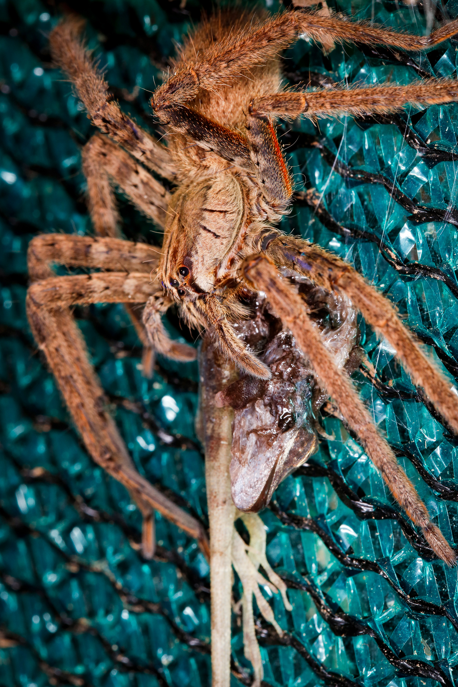 Brazilian Wandering Spider eating Basilisk Lizard