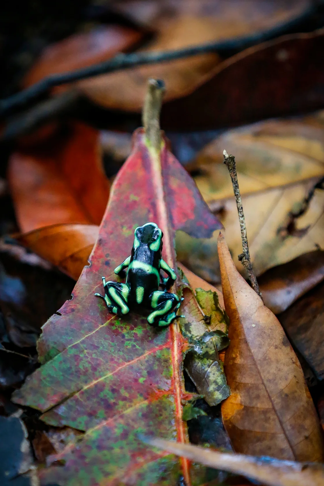 Green and Black Poison Dart Frog