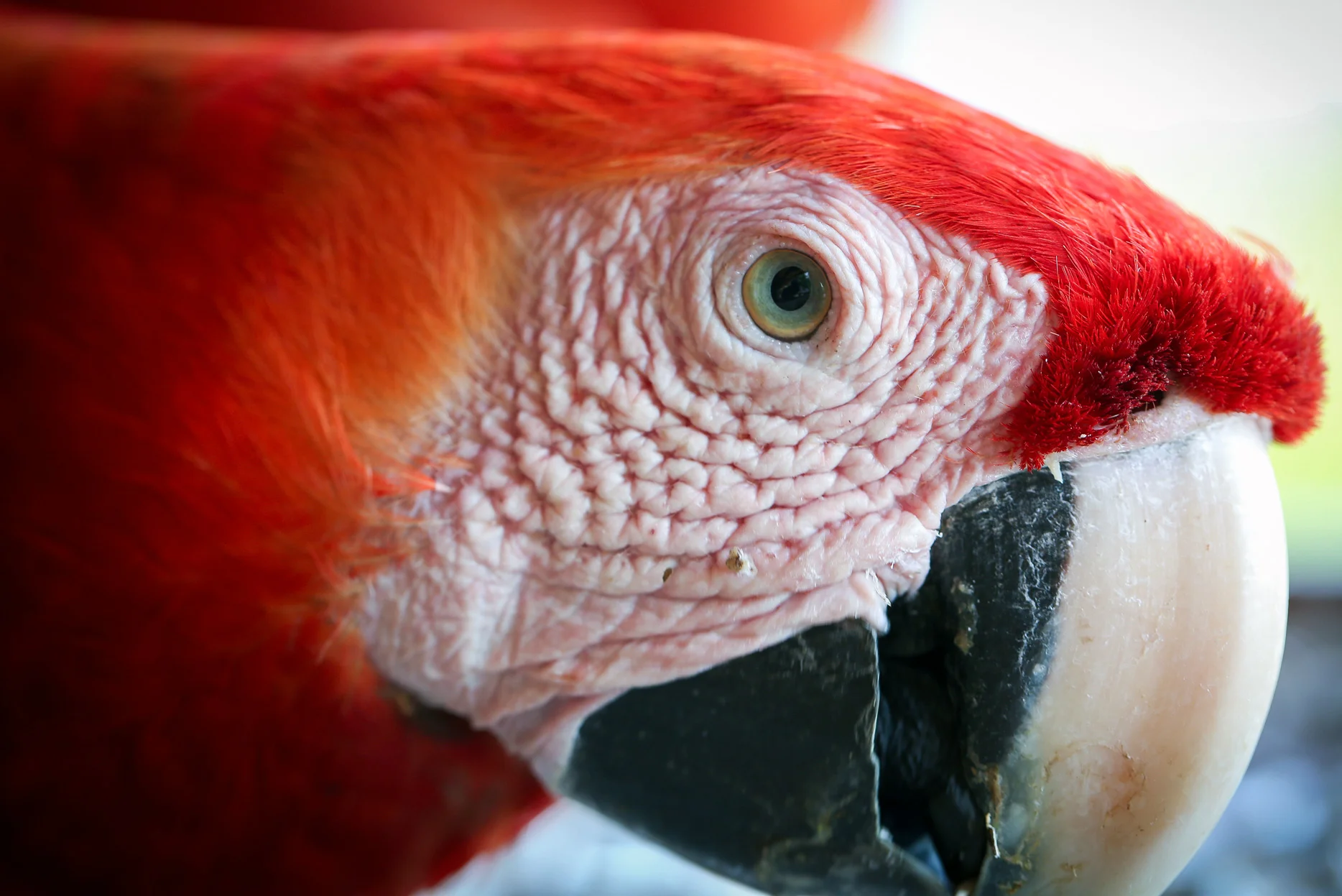 Scarlet Macaw- Stare Into My Eye . Taken in Carate, Costa Rica. Photo by Ben Blankenship. March 2018. 
