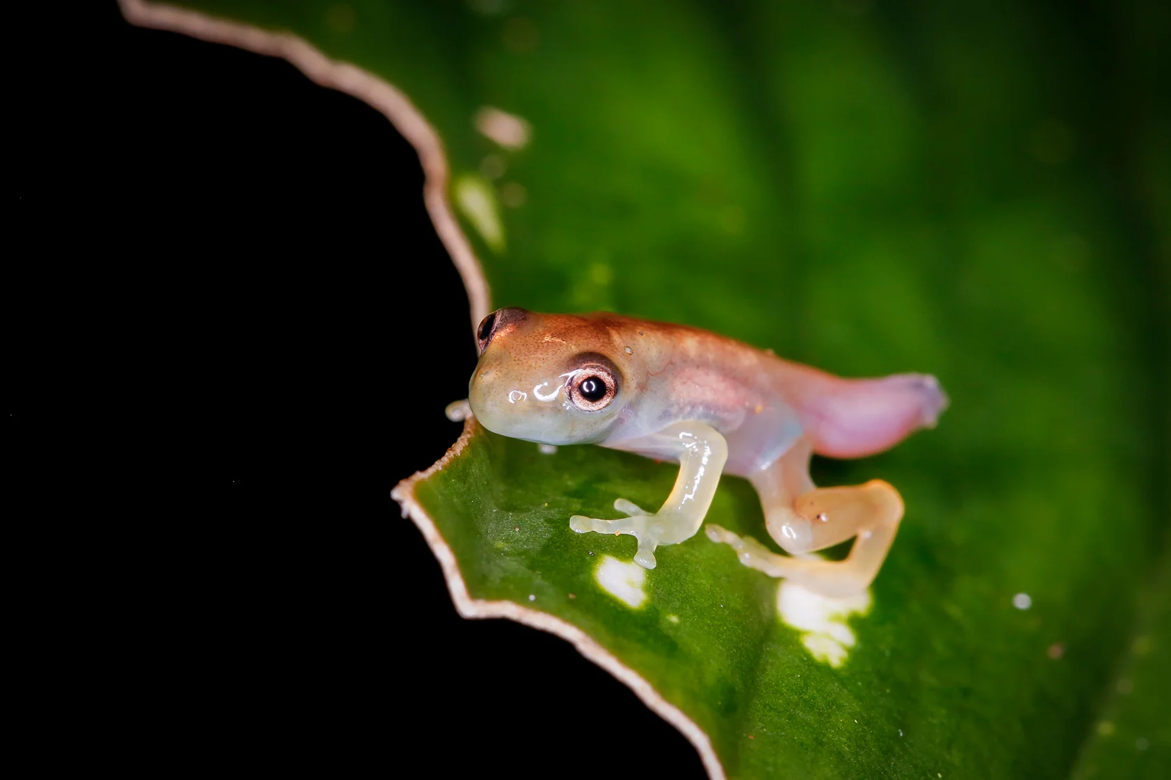 Frogling in Metamorphosis - Taken at Puma Creek in Carate, Costa Rica. Photo by Ben Blankenship. May 2017.