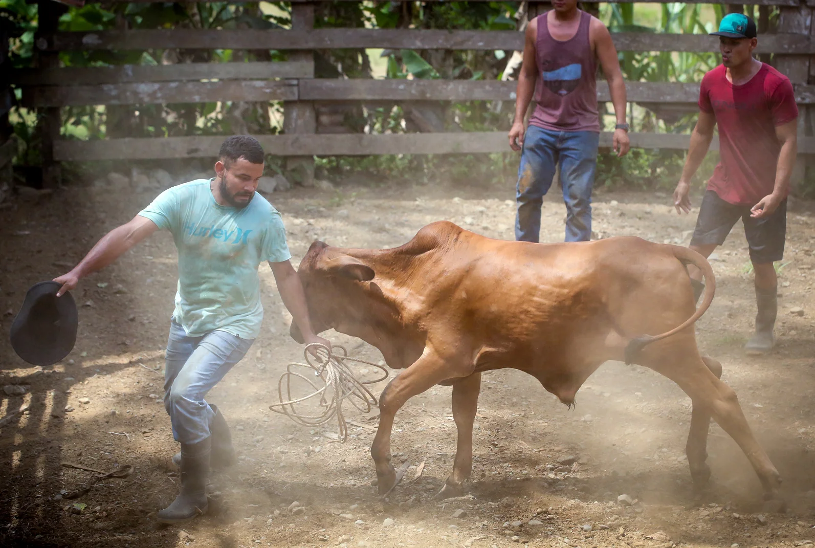 A Tico finds himself on the receiving end of a charging bull.