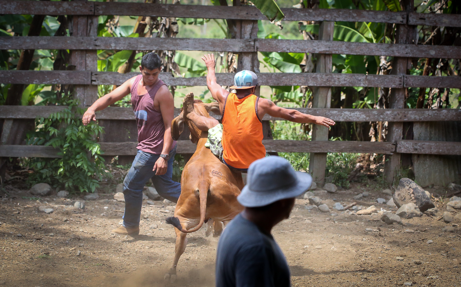 Paison, the barefooted Tico, gets dumped to the ground by a bucking bull.
