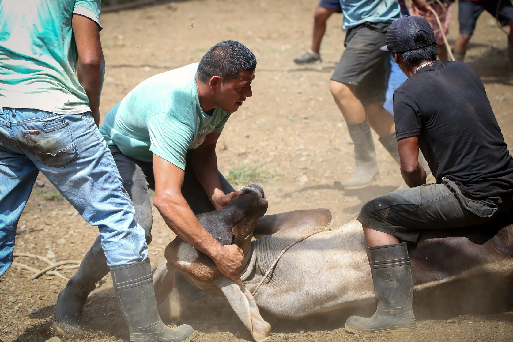 Gary and a few other Ticos work a bull to the ground.